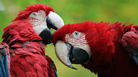 Direito dos animais : uma questão da Justiça