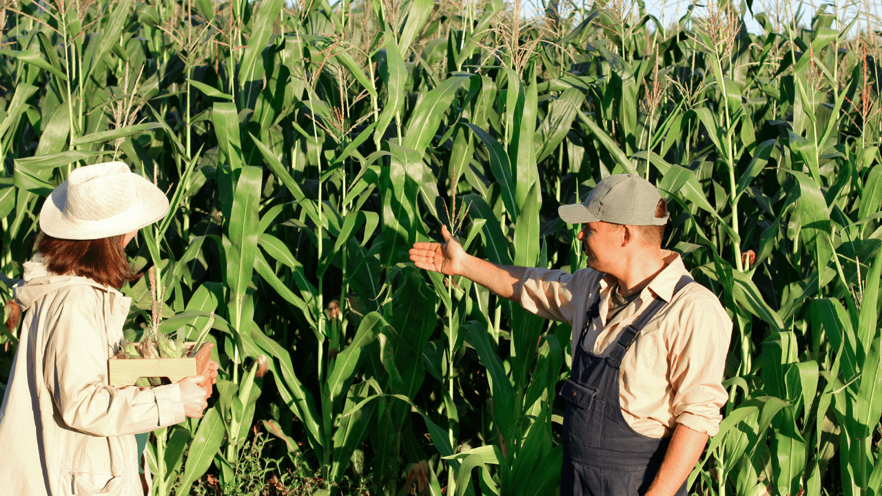 Trabalho rural: Como salvar o tempo de serviço, aposentar mais cedo e calcular o valor da aposentadoria?